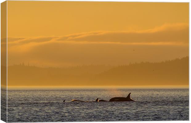 Orcas in Johnstone Strait at sunset Canvas Print by Thomas Schaeffer