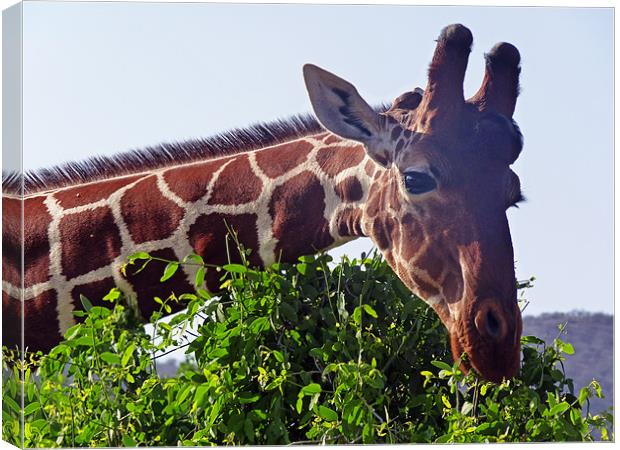 Reticulated Giraffe Canvas Print by Tony Murtagh