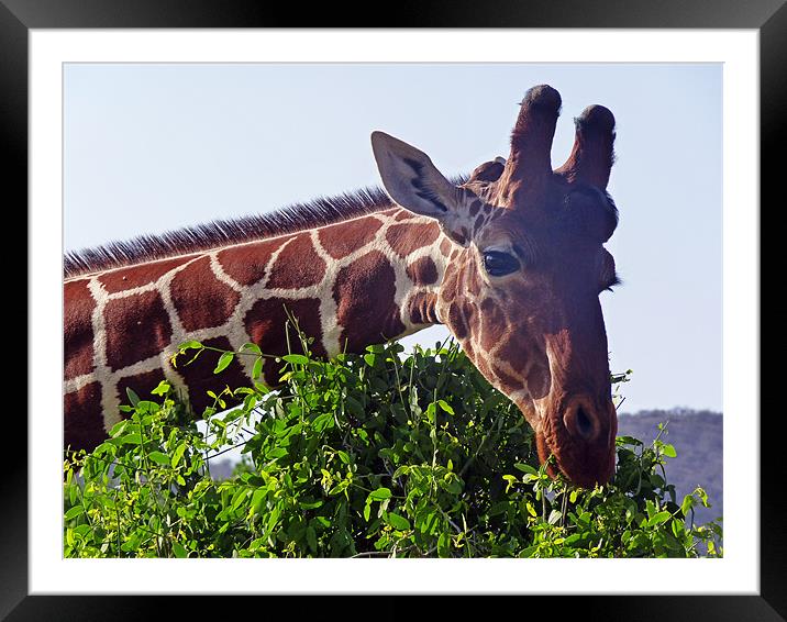Reticulated Giraffe Framed Mounted Print by Tony Murtagh