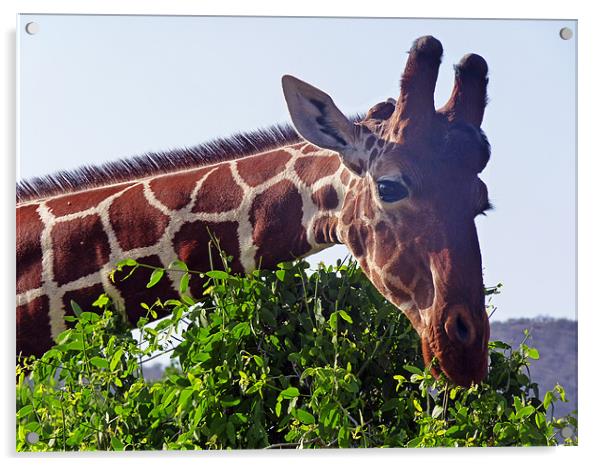 Reticulated Giraffe Acrylic by Tony Murtagh