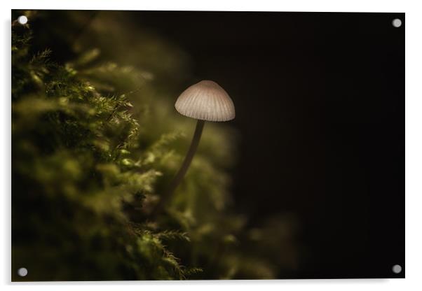 Mushroom Acrylic by Mark Harrop