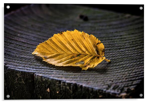 Golden Leaf Acrylic by Mark Harrop