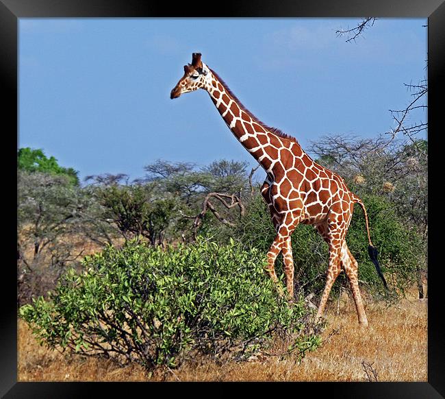 Giraffe against Blue Sky Framed Print by Tony Murtagh