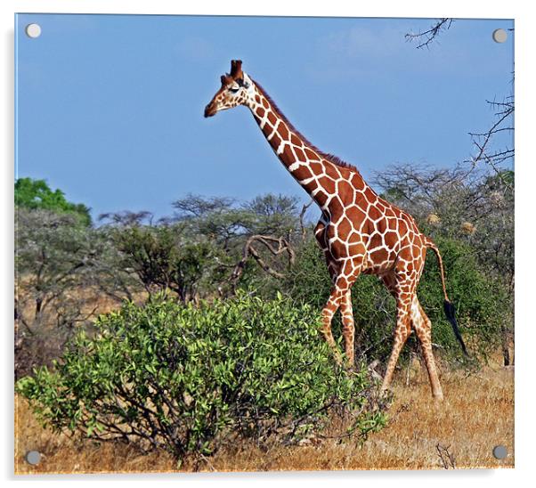 Giraffe against Blue Sky Acrylic by Tony Murtagh