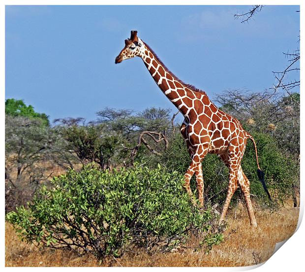 Giraffe against Blue Sky Print by Tony Murtagh