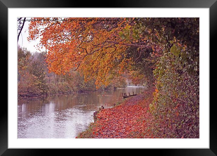RIVER ITCHEN NAVIGATION IN AUTUMN Framed Mounted Print by Anthony Kellaway