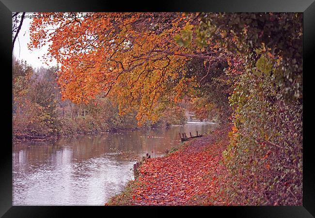 RIVER ITCHEN NAVIGATION IN AUTUMN Framed Print by Anthony Kellaway