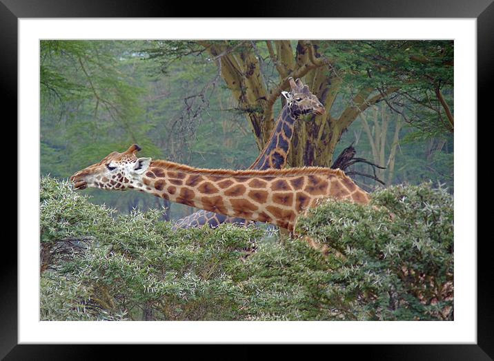 Giraffe Couple Framed Mounted Print by Tony Murtagh