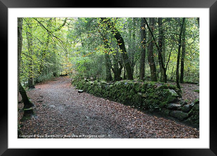 Autumn Walk Way Framed Mounted Print by Nigel Barrett Canvas