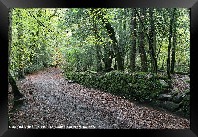 Autumn Walk Way Framed Print by Nigel Barrett Canvas