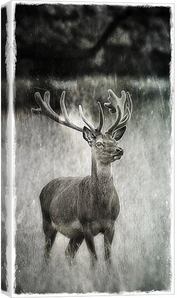 Deer in Texture Canvas Print by Celtic Origins