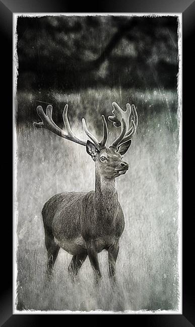 Deer in Texture Framed Print by Celtic Origins