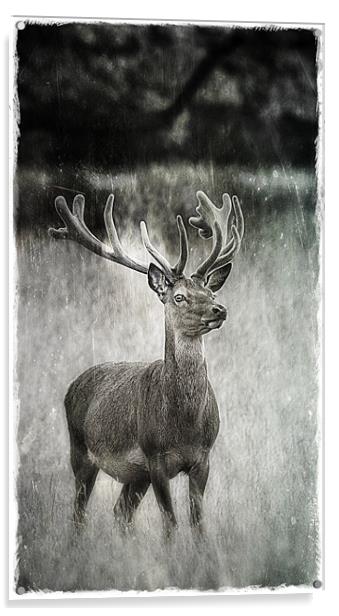 Deer in Texture Acrylic by Celtic Origins