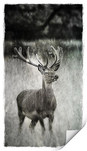 Deer in Texture Print by Celtic Origins
