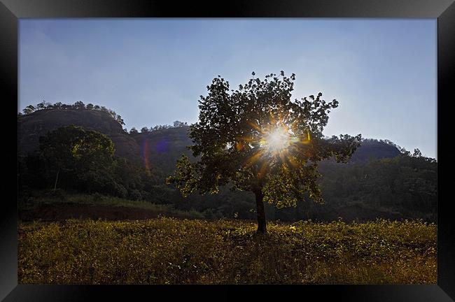 Tree with Flare Framed Print by Arfabita  