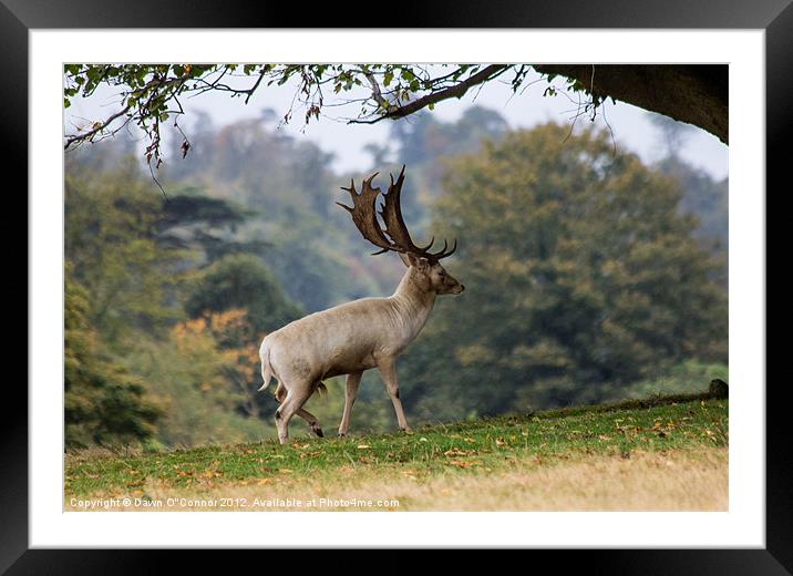 Knole Park Stag Framed Mounted Print by Dawn O'Connor