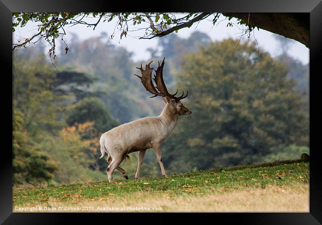Knole Park Stag Framed Print by Dawn O'Connor