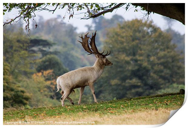 Knole Park Stag Print by Dawn O'Connor