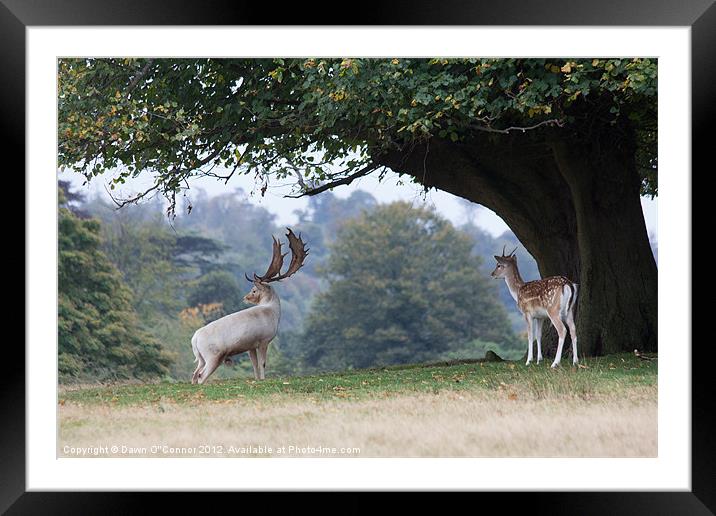 Fallow Deer at Knole Park Framed Mounted Print by Dawn O'Connor