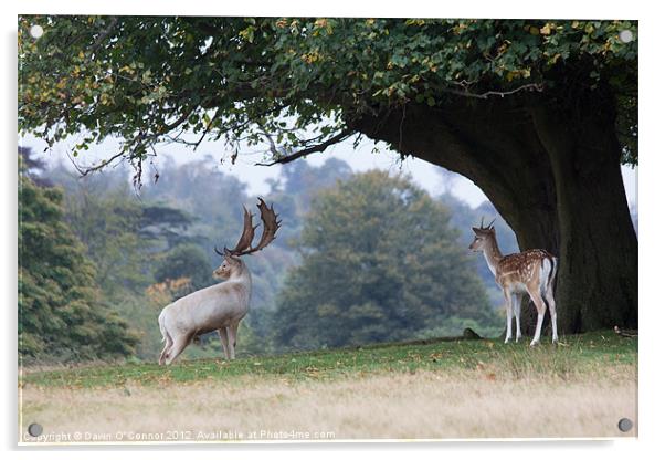 Fallow Deer at Knole Park Acrylic by Dawn O'Connor