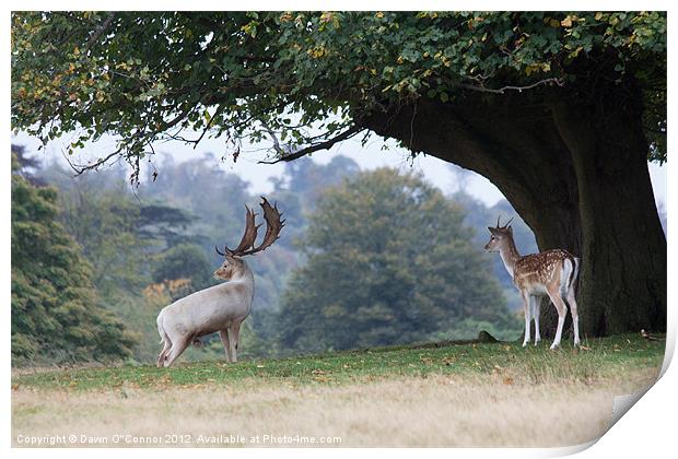 Fallow Deer at Knole Park Print by Dawn O'Connor