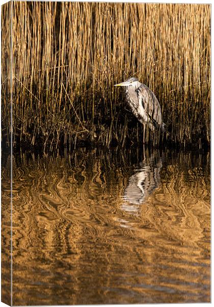 Grey Heron Canvas Print by David Craig Hughes