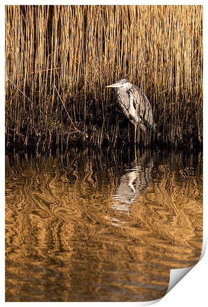 Grey Heron Print by David Craig Hughes