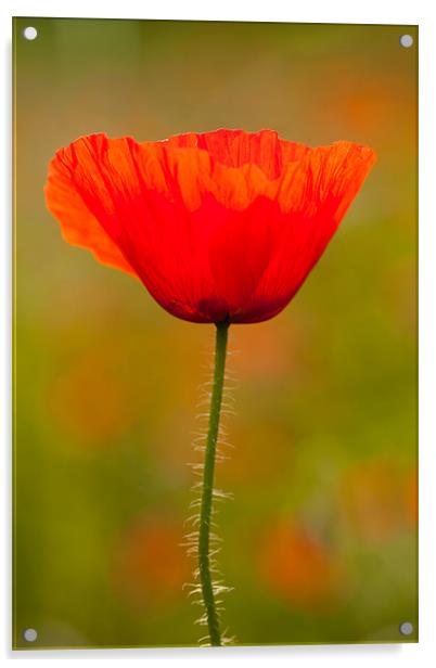 Field Poppy Acrylic by David Craig Hughes