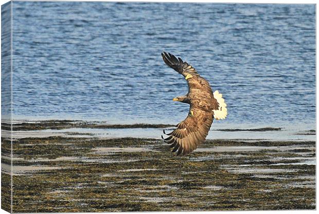 White Tailed Eagle, Mull Canvas Print by Karen Roscoe