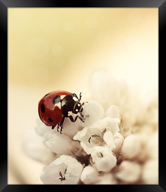 Ladybird Framed Print by Lavinia Rose Barrett