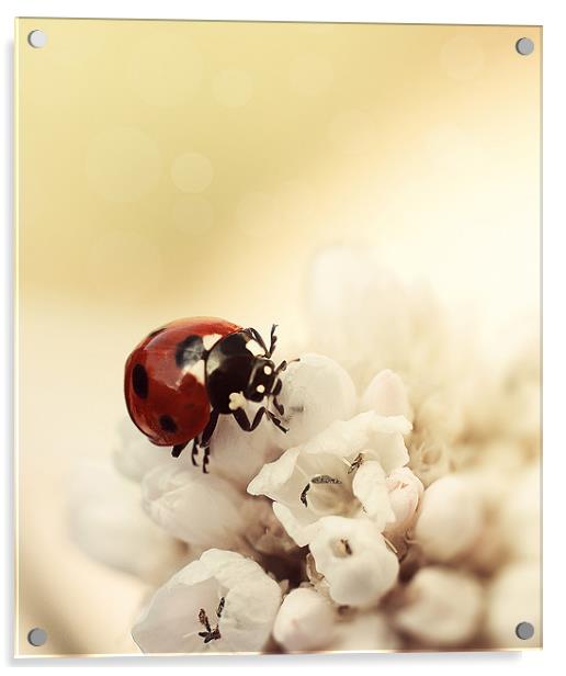 Ladybird Acrylic by Lavinia Rose Barrett