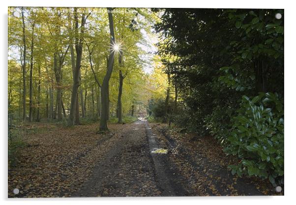 Bottom wood Chiltern Hills Acrylic by Jim Hellier