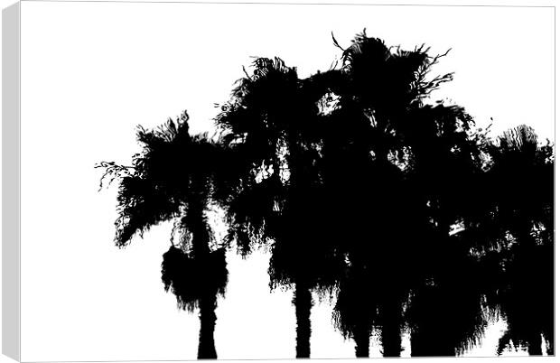 Palms Canvas Print by Mary Lane
