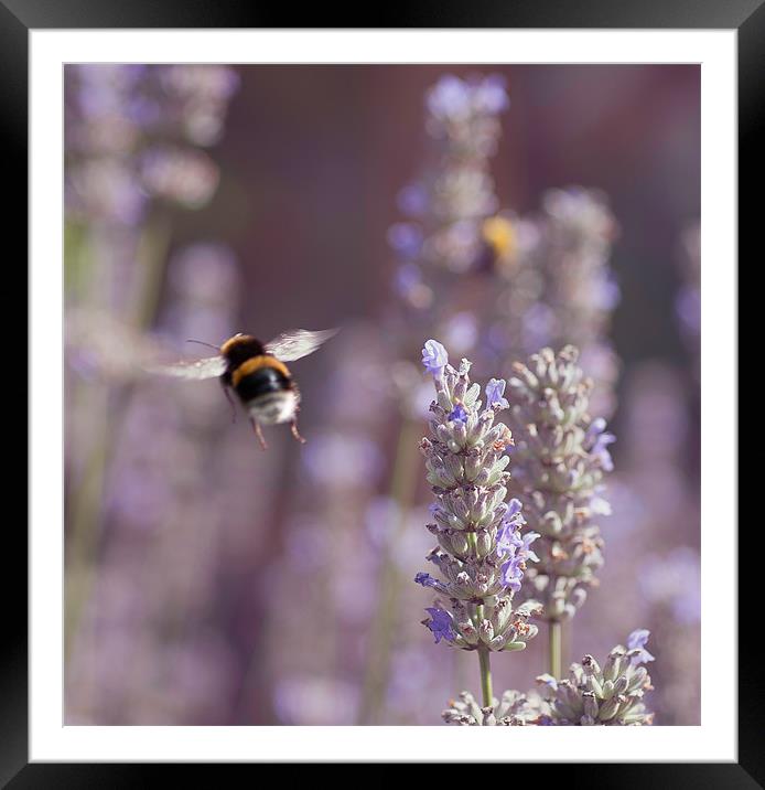 Bumble Bee In flight Framed Mounted Print by Lavinia Rose Barrett