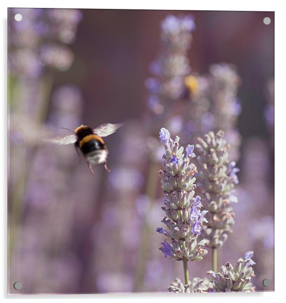 Bumble Bee In flight Acrylic by Lavinia Rose Barrett