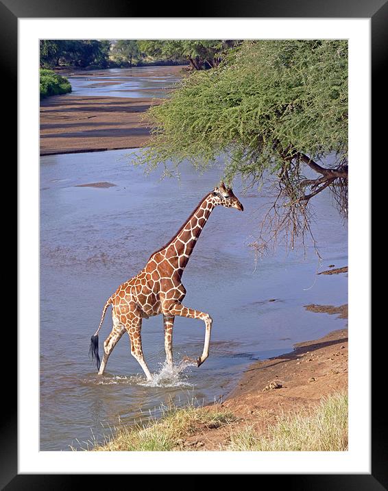 Giraffe Crossing Stream Framed Mounted Print by Tony Murtagh