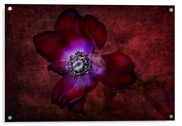 Red Anemone Acrylic by Ann Garrett
