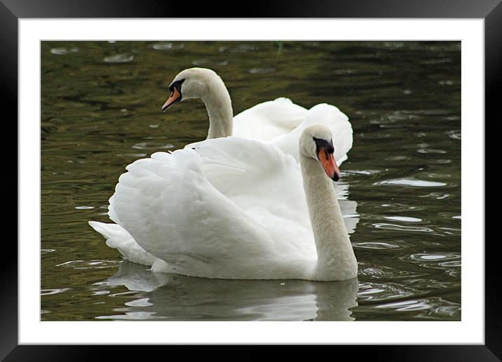 two swans swimming Framed Mounted Print by Martyn Bennett