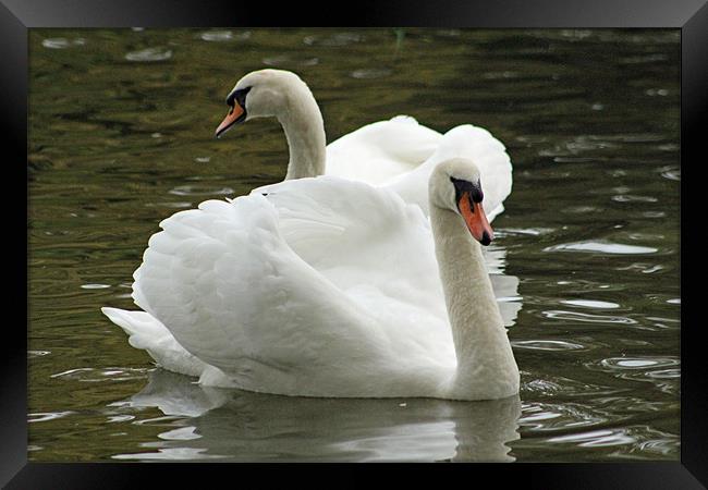 two swans swimming Framed Print by Martyn Bennett
