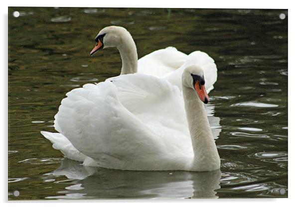 two swans swimming Acrylic by Martyn Bennett