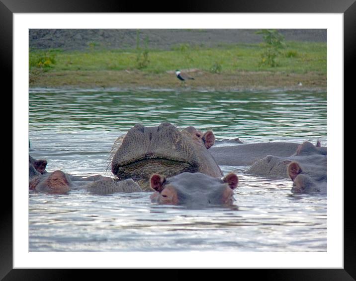 Hairy Hippo Framed Mounted Print by Tony Murtagh