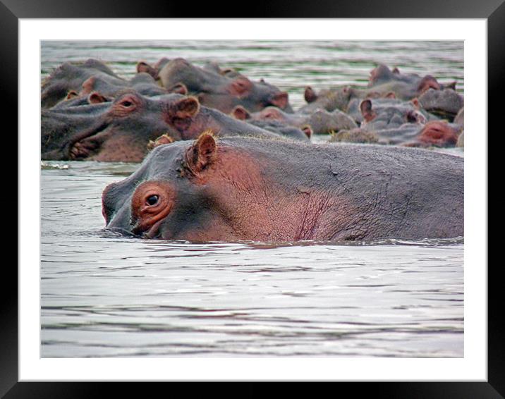 Hippo Group in Mara River Framed Mounted Print by Tony Murtagh