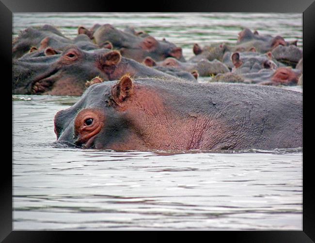 Hippo Group in Mara River Framed Print by Tony Murtagh