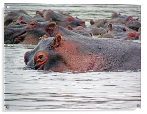 Hippo Group in Mara River Acrylic by Tony Murtagh