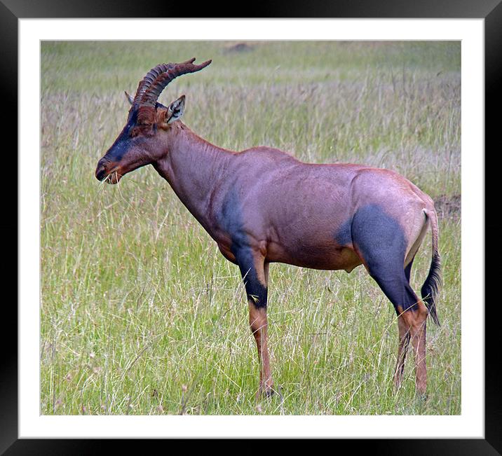 Topi Antelope Framed Mounted Print by Tony Murtagh