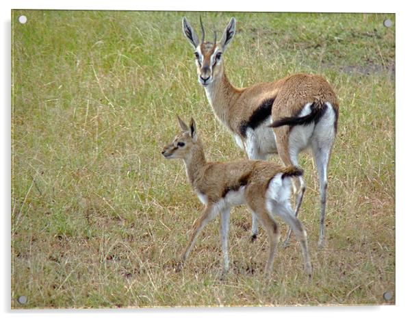 Thomson's Gazelle Acrylic by Tony Murtagh