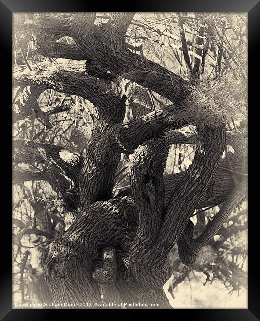 Twisted tree Framed Print by Graham Moore
