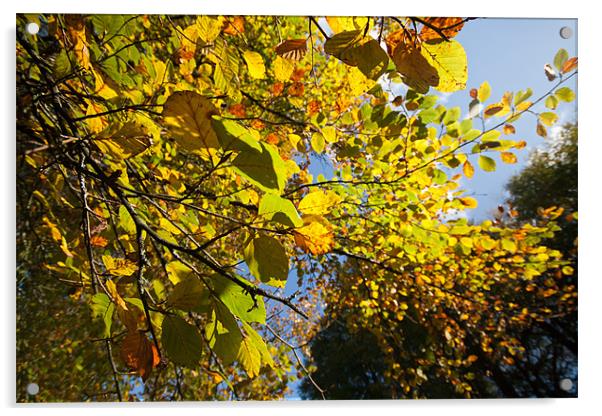 Autumn Colours Acrylic by Mark Kendrick