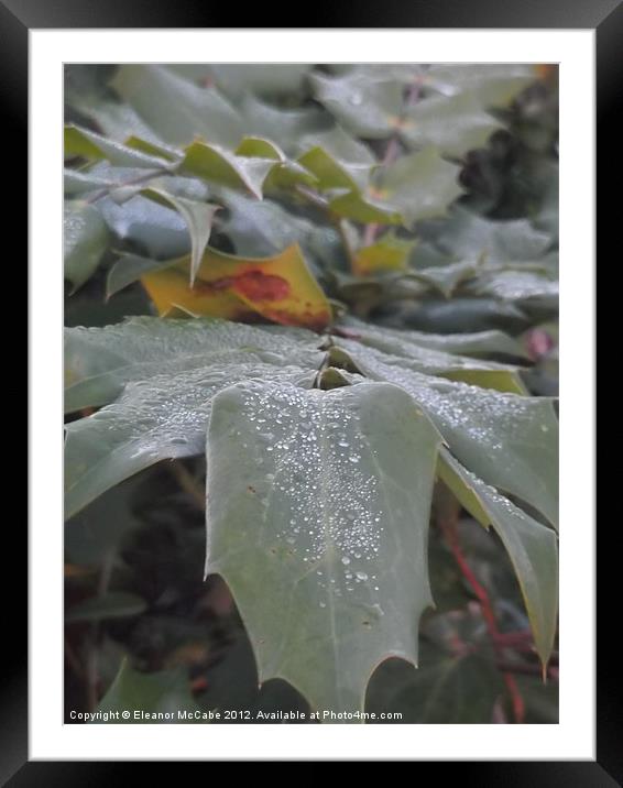 Freezing Autumn! Framed Mounted Print by Eleanor McCabe