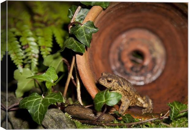 COMMON TOAD Canvas Print by Anthony R Dudley (LRPS)